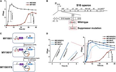 Compensating Complete Loss of Signal Recognition Particle During Co-translational Protein Targeting by the Translation Speed and Accuracy